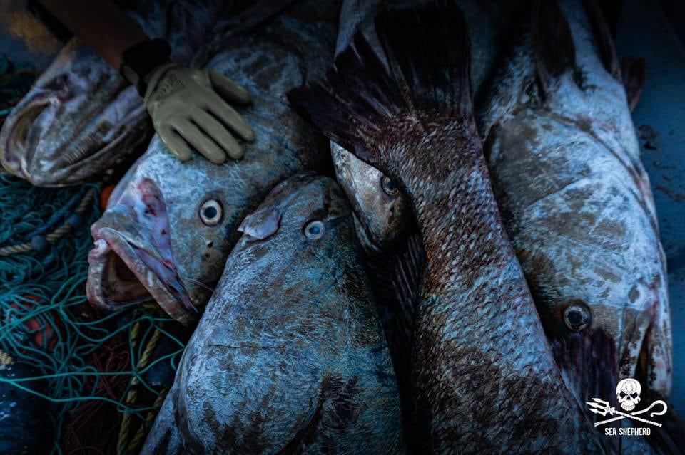 Vaquitas marinas, entre las redes de la extinción por Totoaba