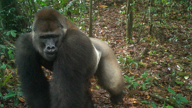 Gorilas del río Cross