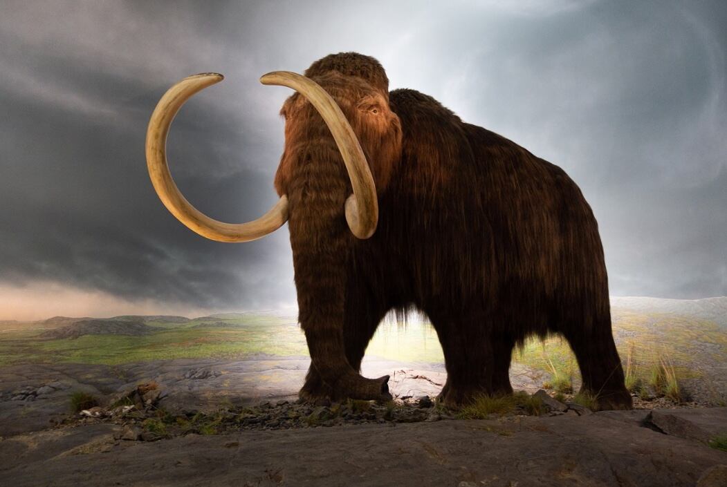 Mamut