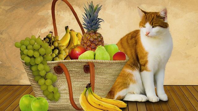 Gato con plato de frutas