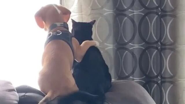Abrazo entre perro y gato se viraliza en redes