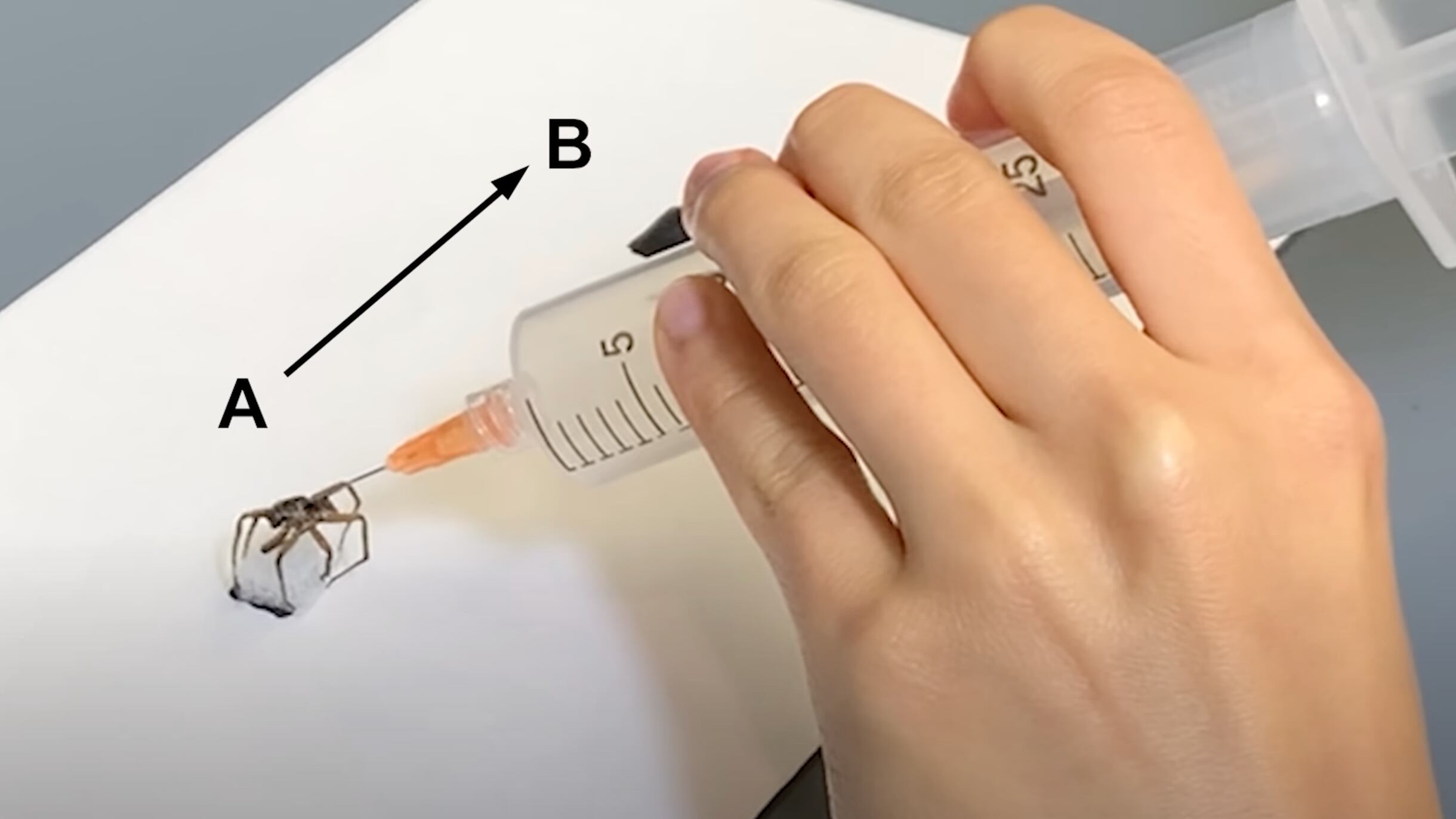 Ingenieros crean a las primeras “arañas robot zombies”
