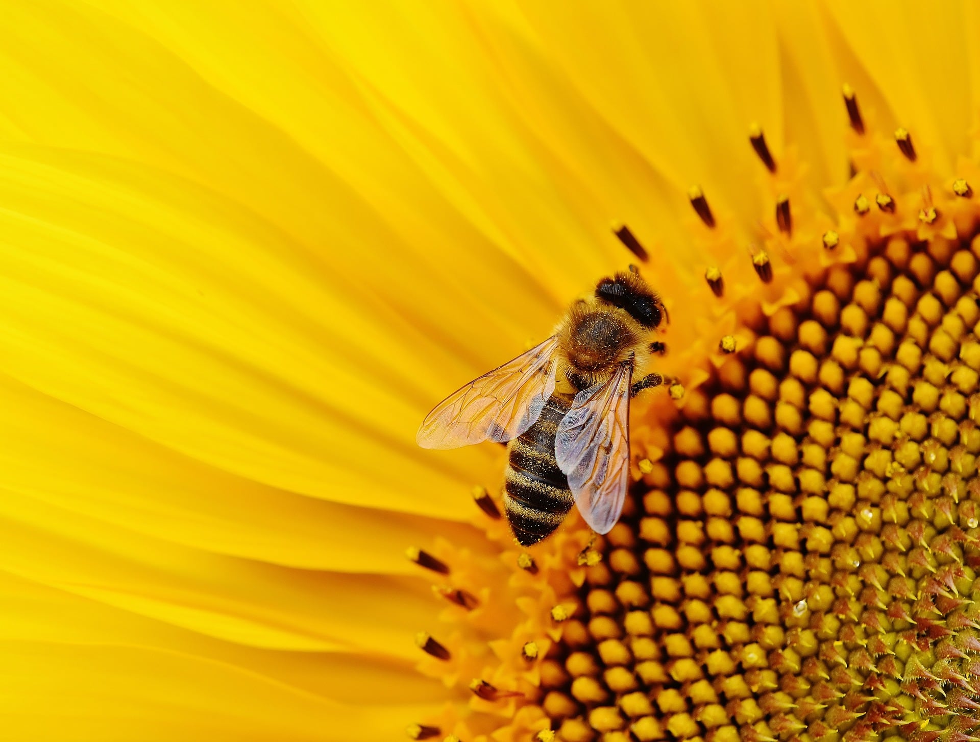 Abeja