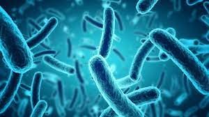 La Listeriosis sería la enfermedad causante de que los animales caminen en círculos