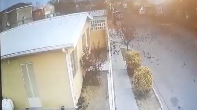 Cientos de aves mueren en Chihuahua