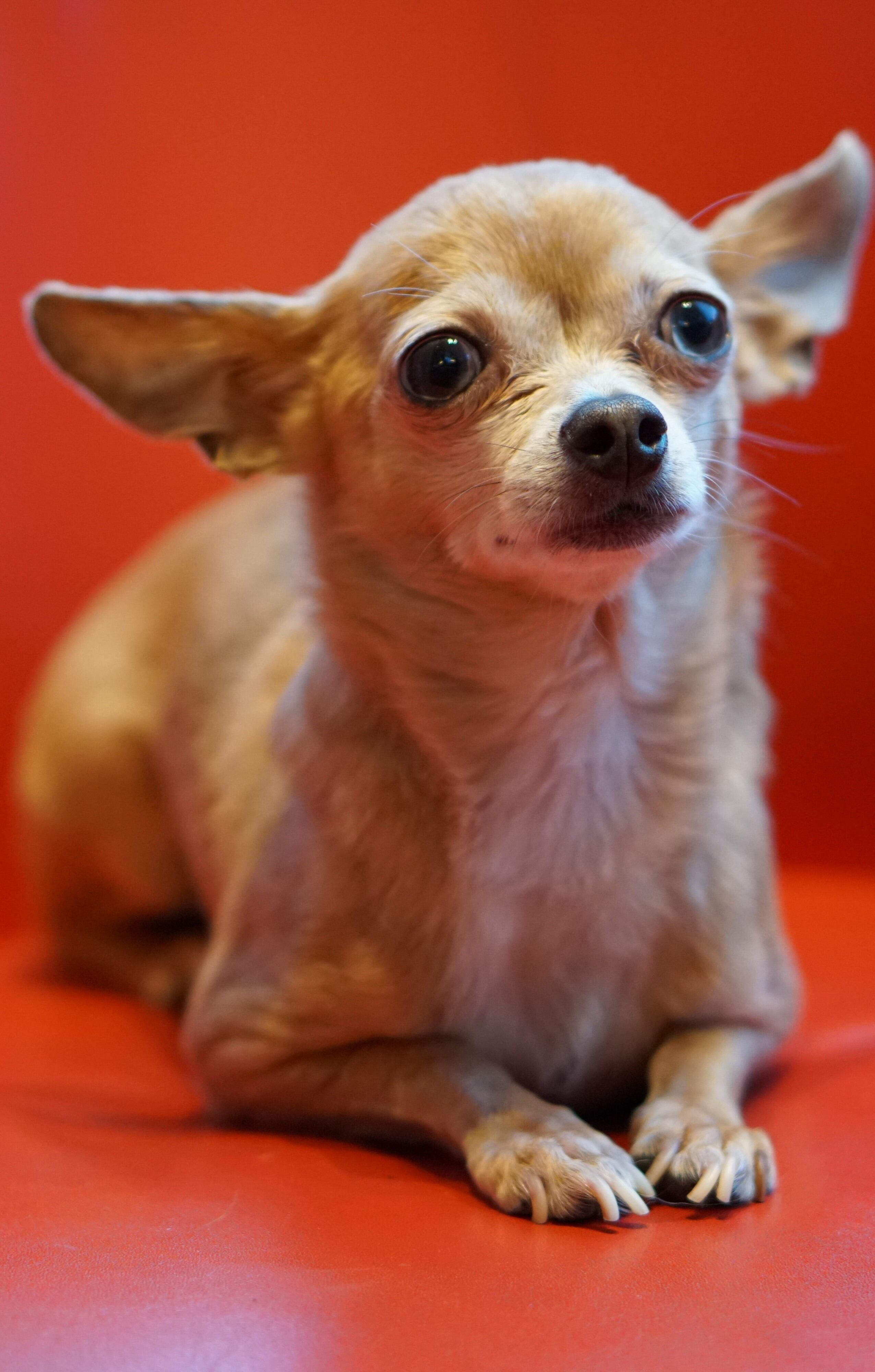 Chihuahua