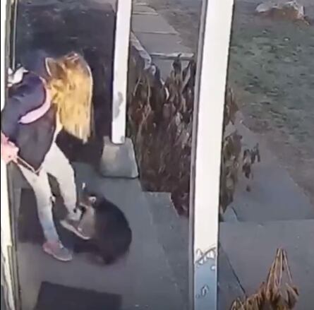 Mapache ataca a una niña a las afueras de su casa