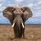 Bebé elefante hace berrinche (VIDEO)