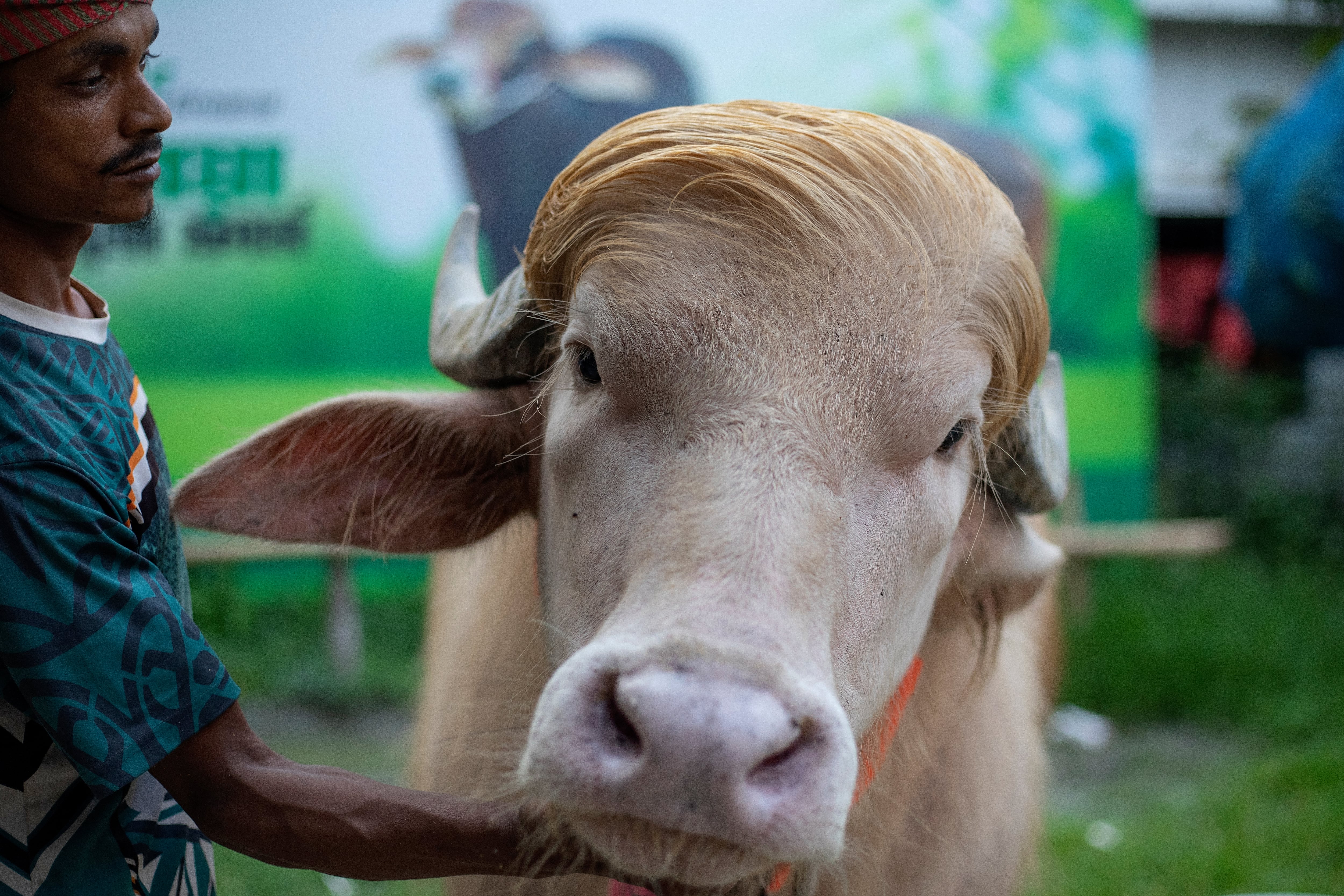 Búfalo albino es apodado Donald Trump por su parecido; será sacrificado en el festival islámico de Bangladés