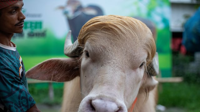Búfalo albino es apodado Donald Trump por su parecido; será sacrificado en el festival islámico de Bangladés