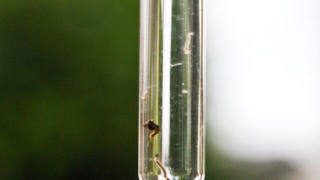 Larvas del dengue en Tabasco. Septiembre 2009