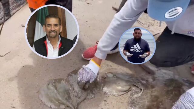 Mantarrayas y rayas fueron mutiladas y posteriormente murieron