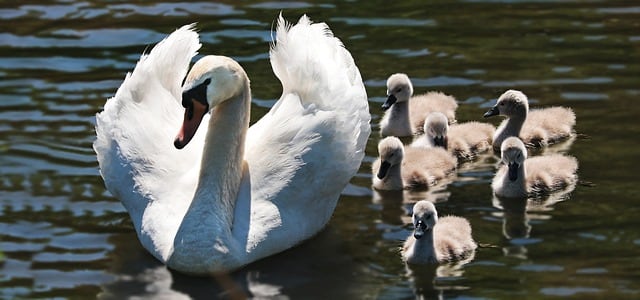Familia de cisnes, imagen ilustrativa