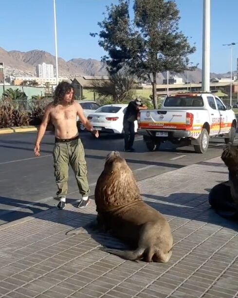 Hombre que guía a lobos marinos