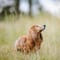 10 razas de perros que son más susceptibles a sufrir un golpe de calor