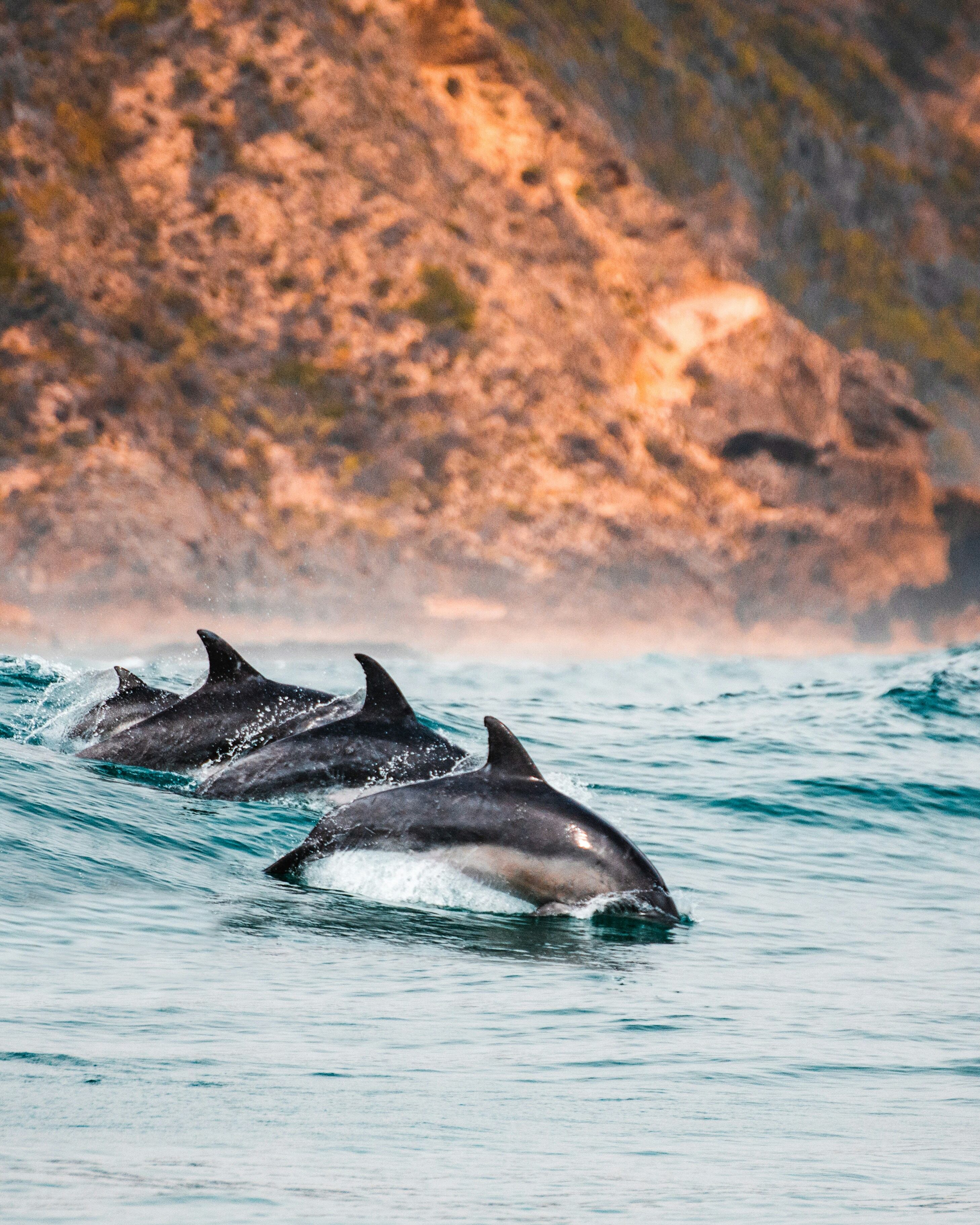 Este 4 de julio es el Día Mundial de los Delfines en Cautiverio