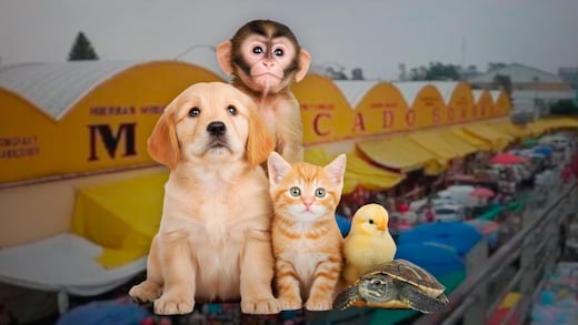 Asegurarán animales del Mercado de Sonora tras prohibición de venta en CDMX