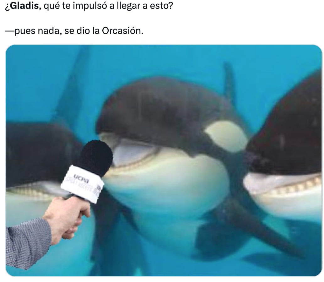 Memes de Gladis, la orca asesina