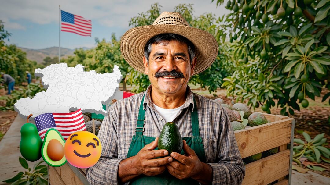 Aguacateros sonríen: Estados Unidos reconoce avances y reactiva actividades en Michoacán