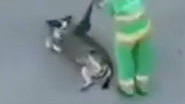 Barrendero y perro callejero