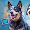 ¿Cuántos años vive un pastor ganadero australiano como Bluey, la cachorra más amada de la televisión?