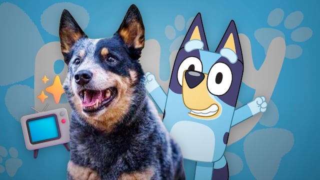 ¿Cuántos años vive un pastor ganadero australiano como Bluey?