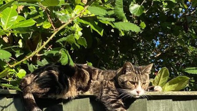 Gato regresa 11 años después