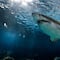 VIDEO: Cameron Robbins saltó al mar de Las Bahamas, pero los tiburones no dejaron ni rastro de él