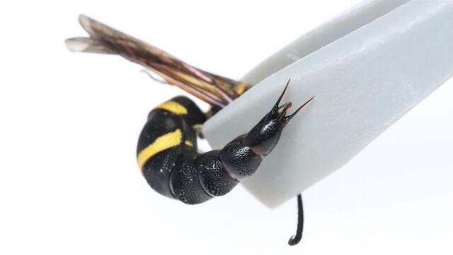 Las avispa macho no tienen aguijón por lo que se defienden picándote con su pene