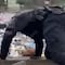 VIDEO: Policía de Tijuana se convierte en héroe con rescate de perro atrapado en las inundaciones
