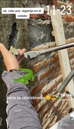 Lagartija rescatada por unos albañiles