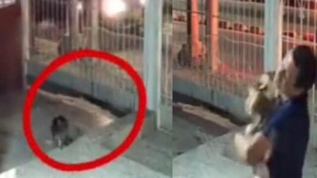 Perrito perdido vuelve a casa