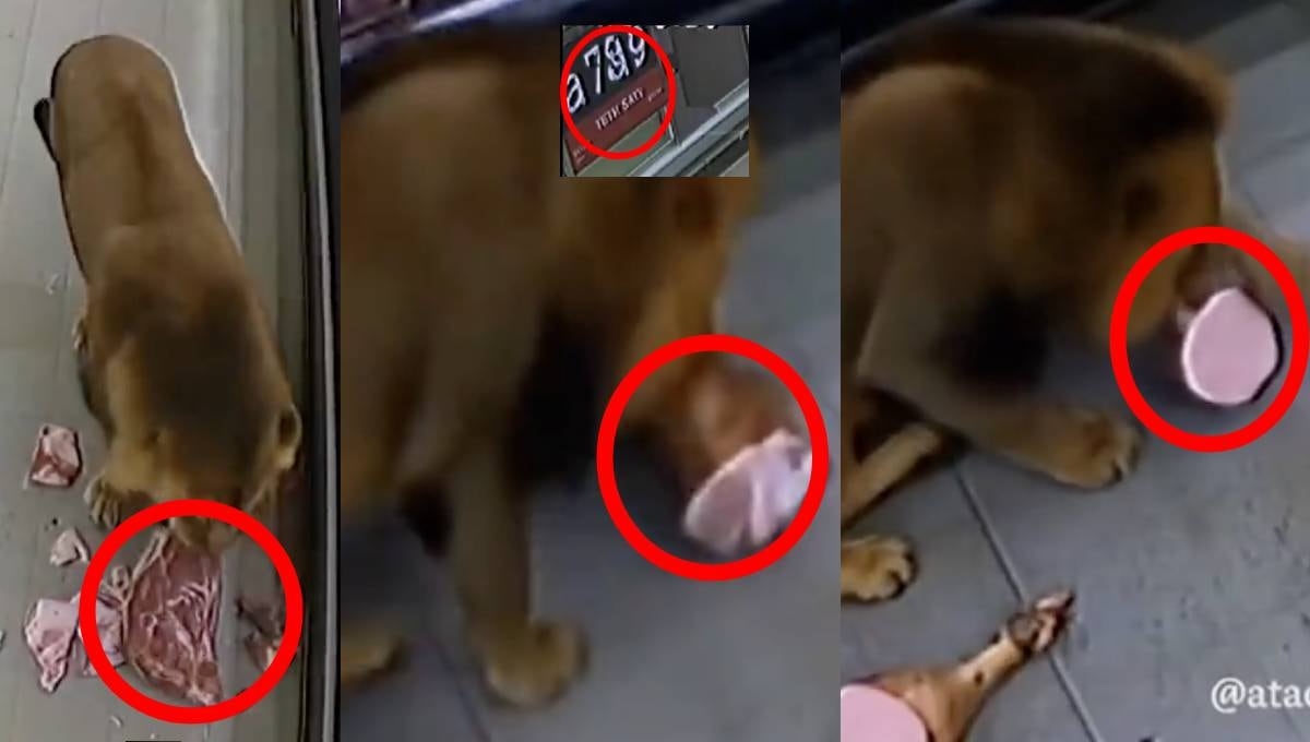 La verdad detrás del león suelto en un supermercado