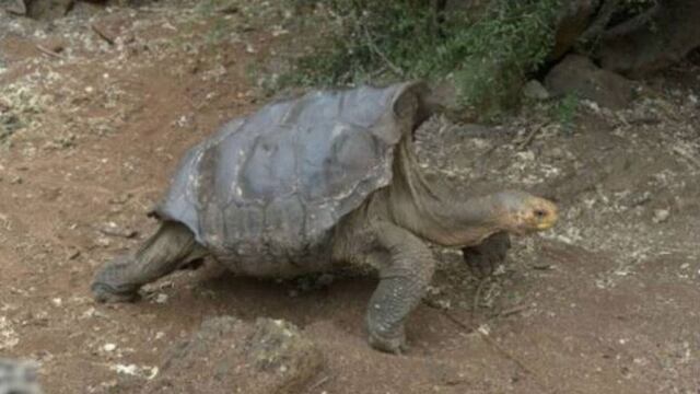 Tortuga salva a su especie.