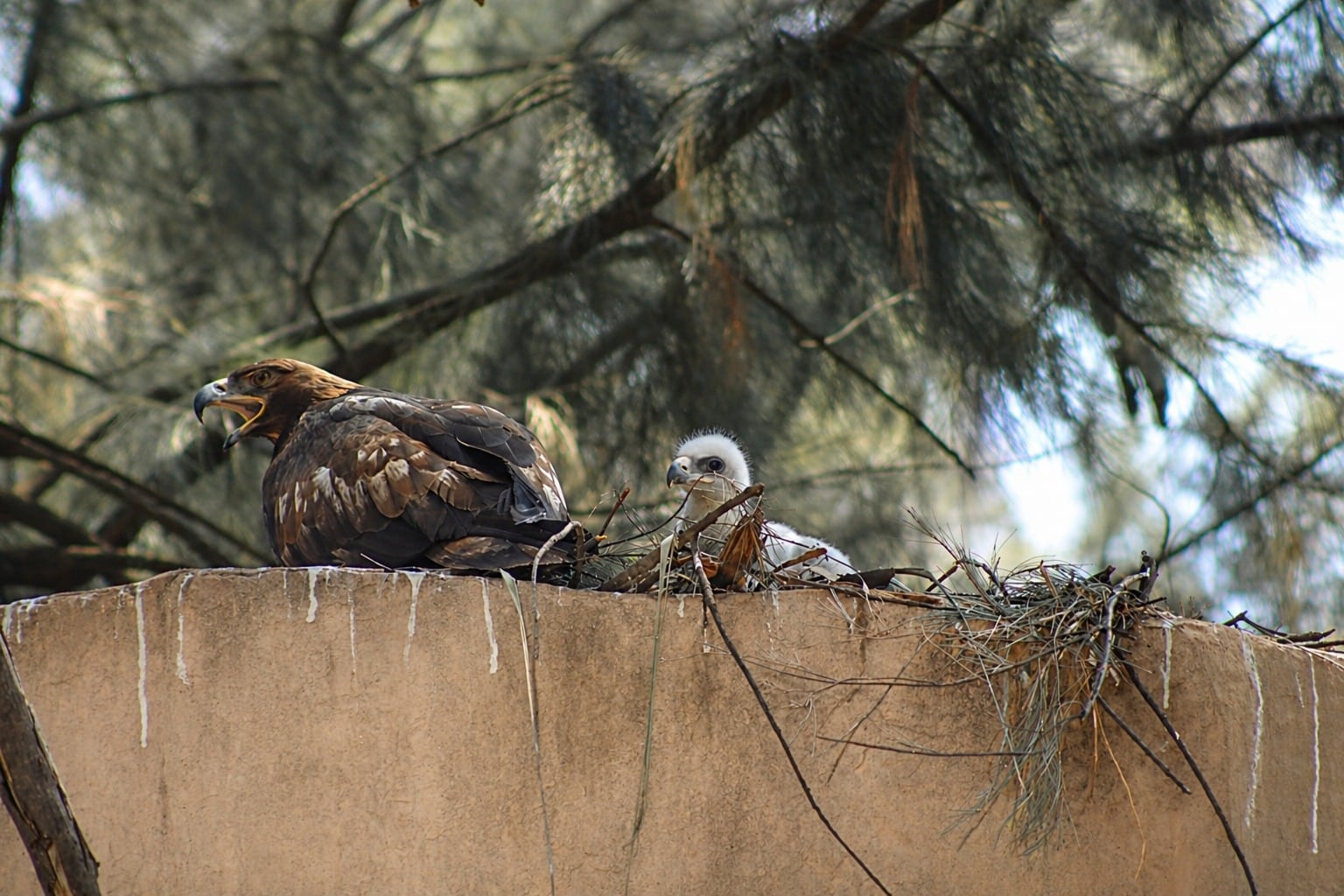 ZooLeón fortalece conservación de especies.