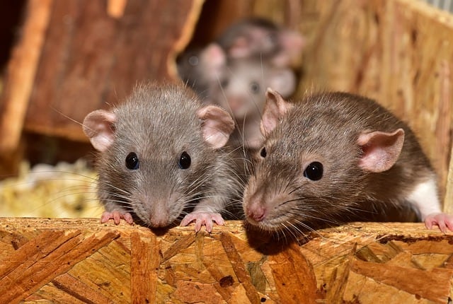 Las ratas pueden aprender a jugar a las escondidas.