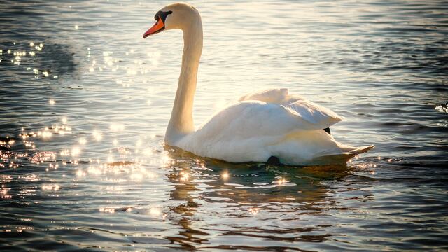 Cisne