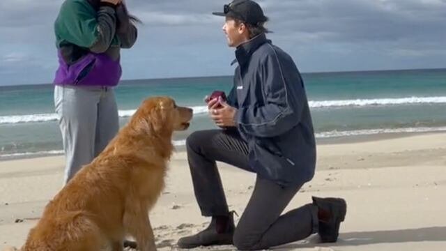 Reacción de perrito a compromiso