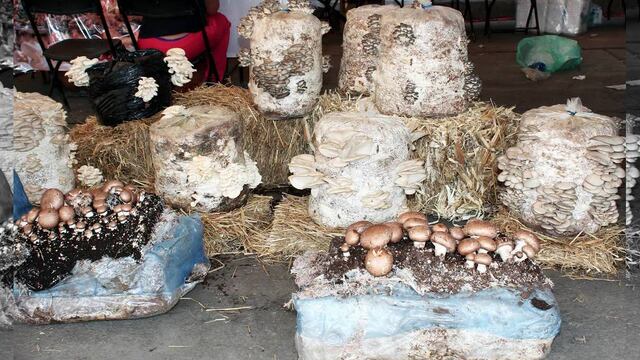Invita la Central de Abasto a consumir hongos mexicanos