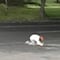 Hombre en situación de calle rompe en llanto frente a su perro muerto
