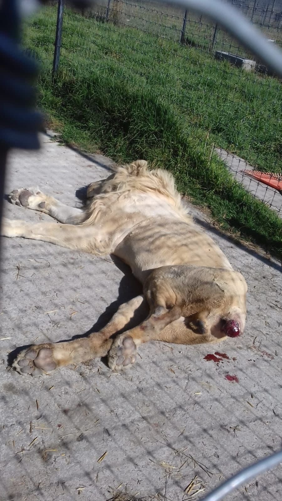 Black Jaguar-White Tiger, León muerde su cola por hambre