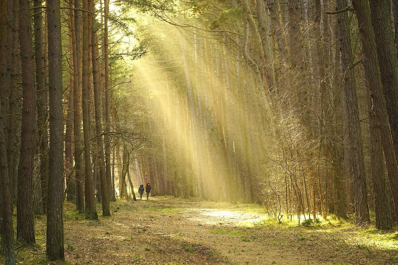 Personas en el bosque