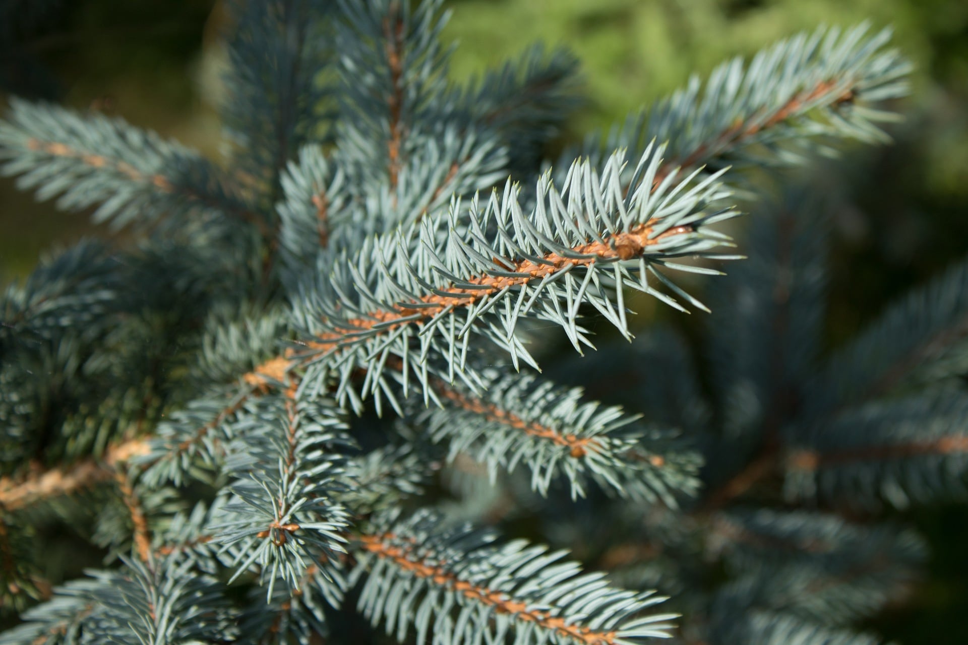 árbol de navidad natural