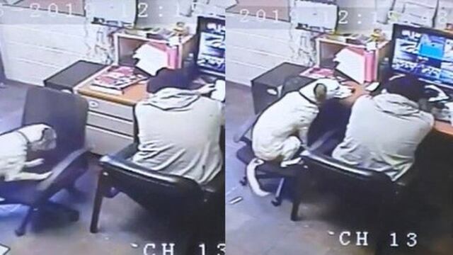 Un perrito empuja una silla para terminar al lado de su dueño