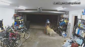 Perro reacciona a un ladrón que entra a su casa