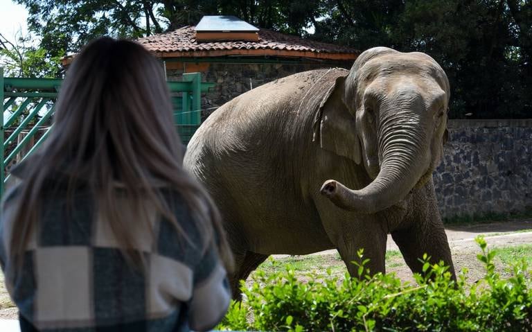 Ted el elefante
