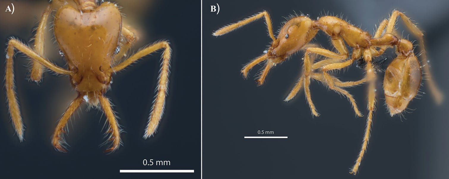 Stumigenys ayersthey