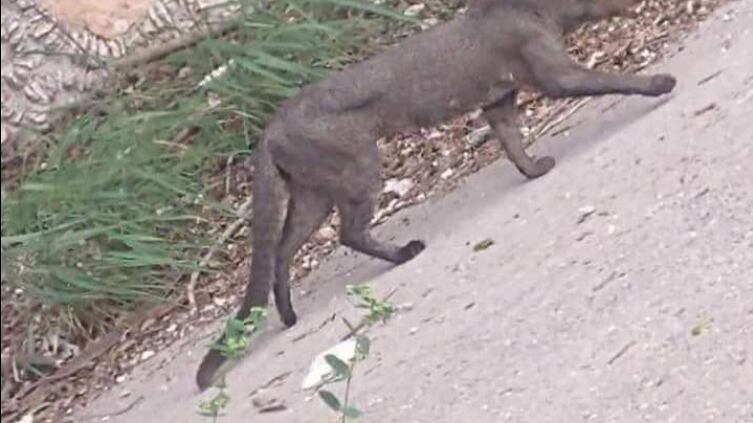 ¿Qué es un Jaguarundi? Este misterioso felino fue visto en Cholul