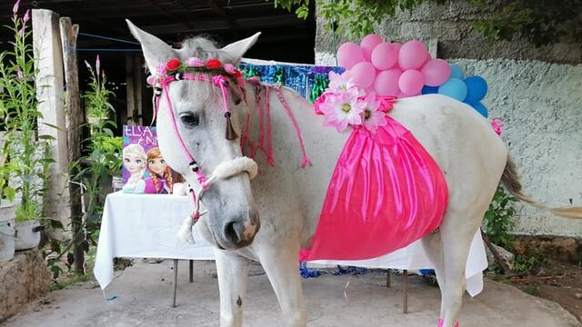 La yegua en su 'baby shower'