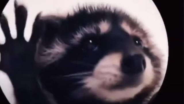 Mapache “Pedro, Pedro”: Origen y canción tras el video viral de TikTok